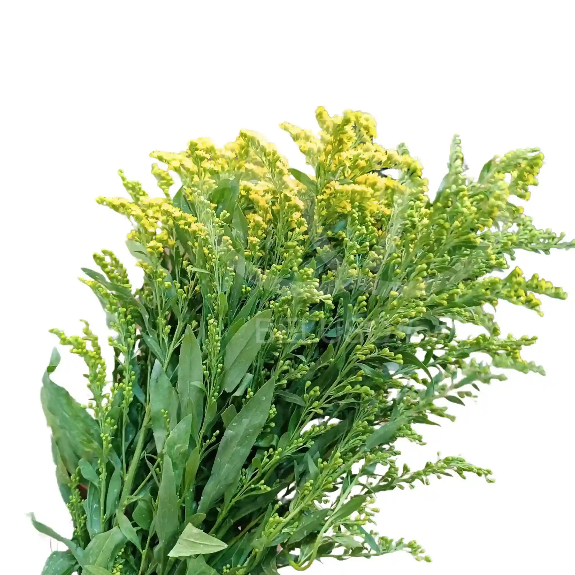 Solidago amarillo 4