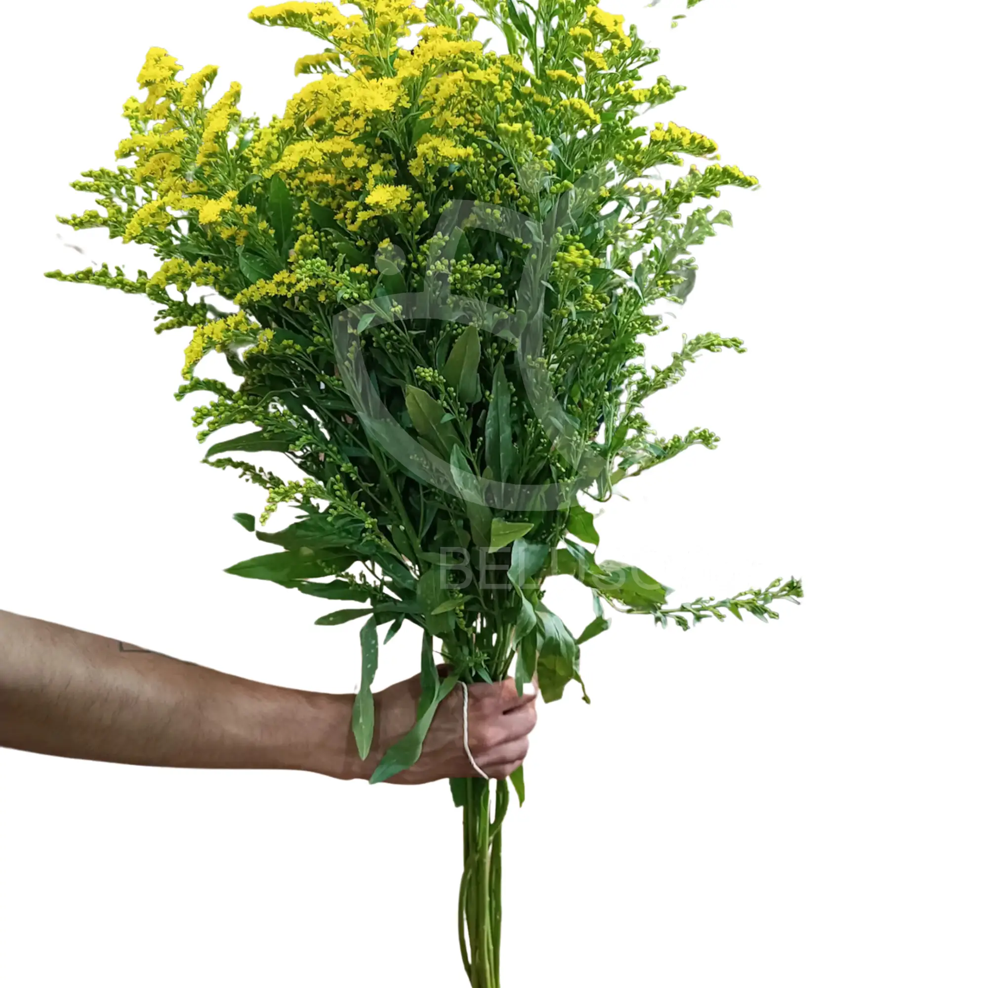 Solidago amarillo