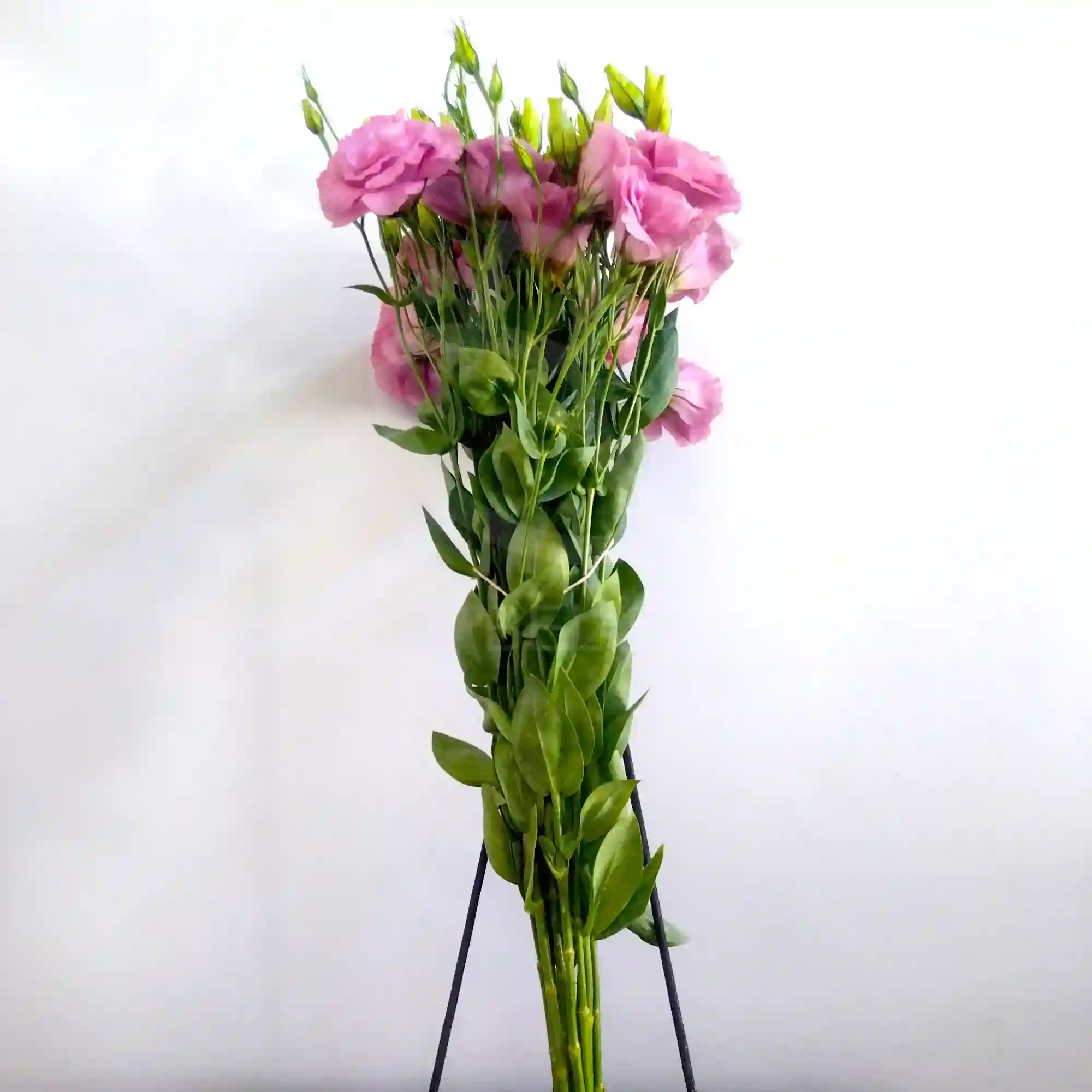 Lisianthus 4