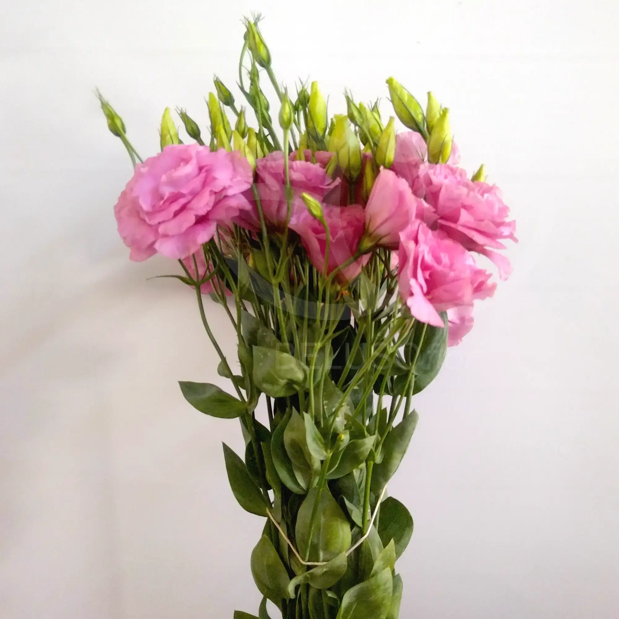 Lisianthus