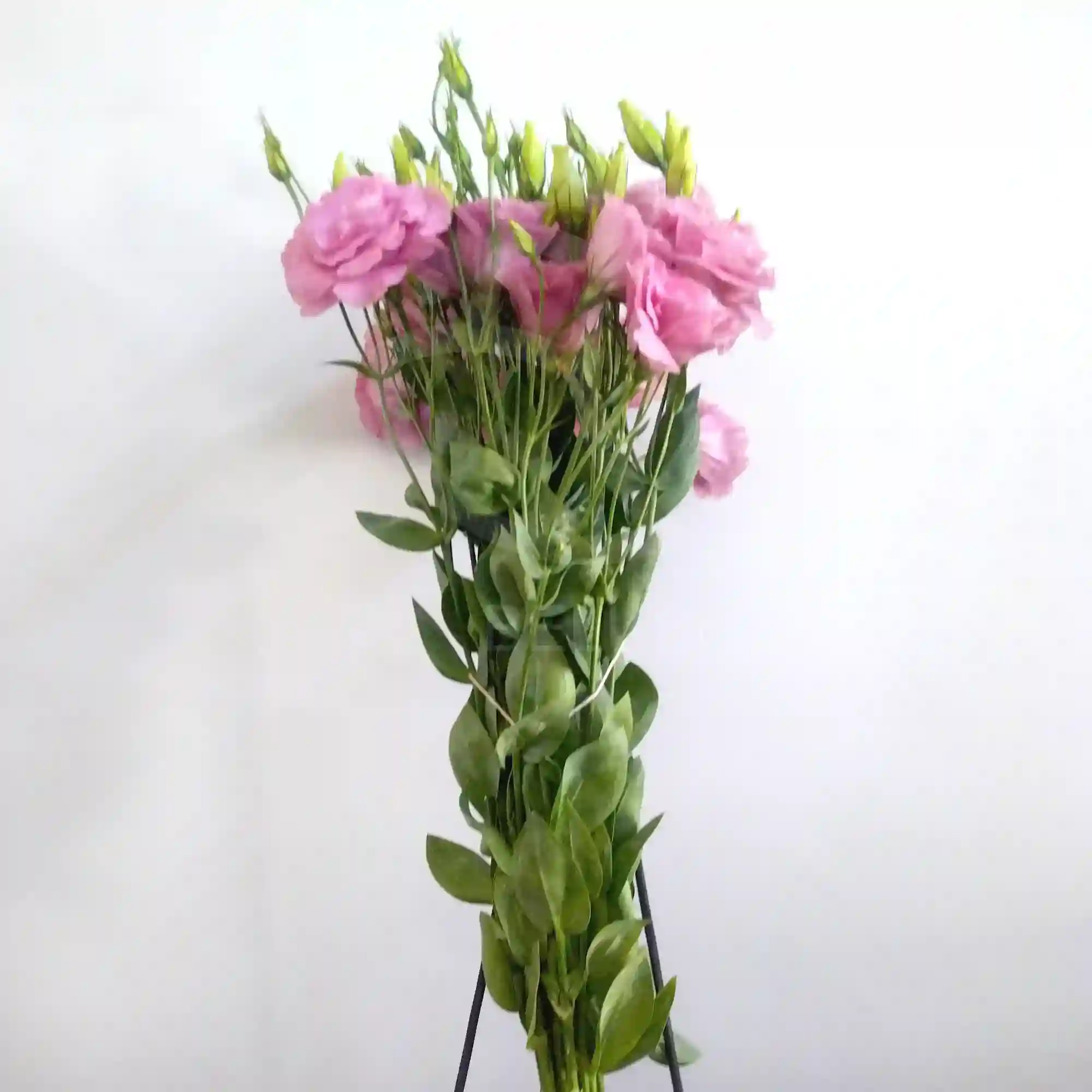 Lisianthus 3