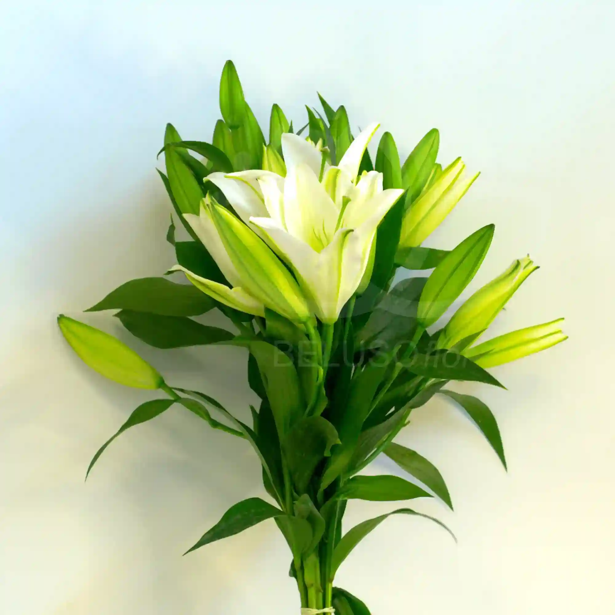 10 varas de lilium oriental 3