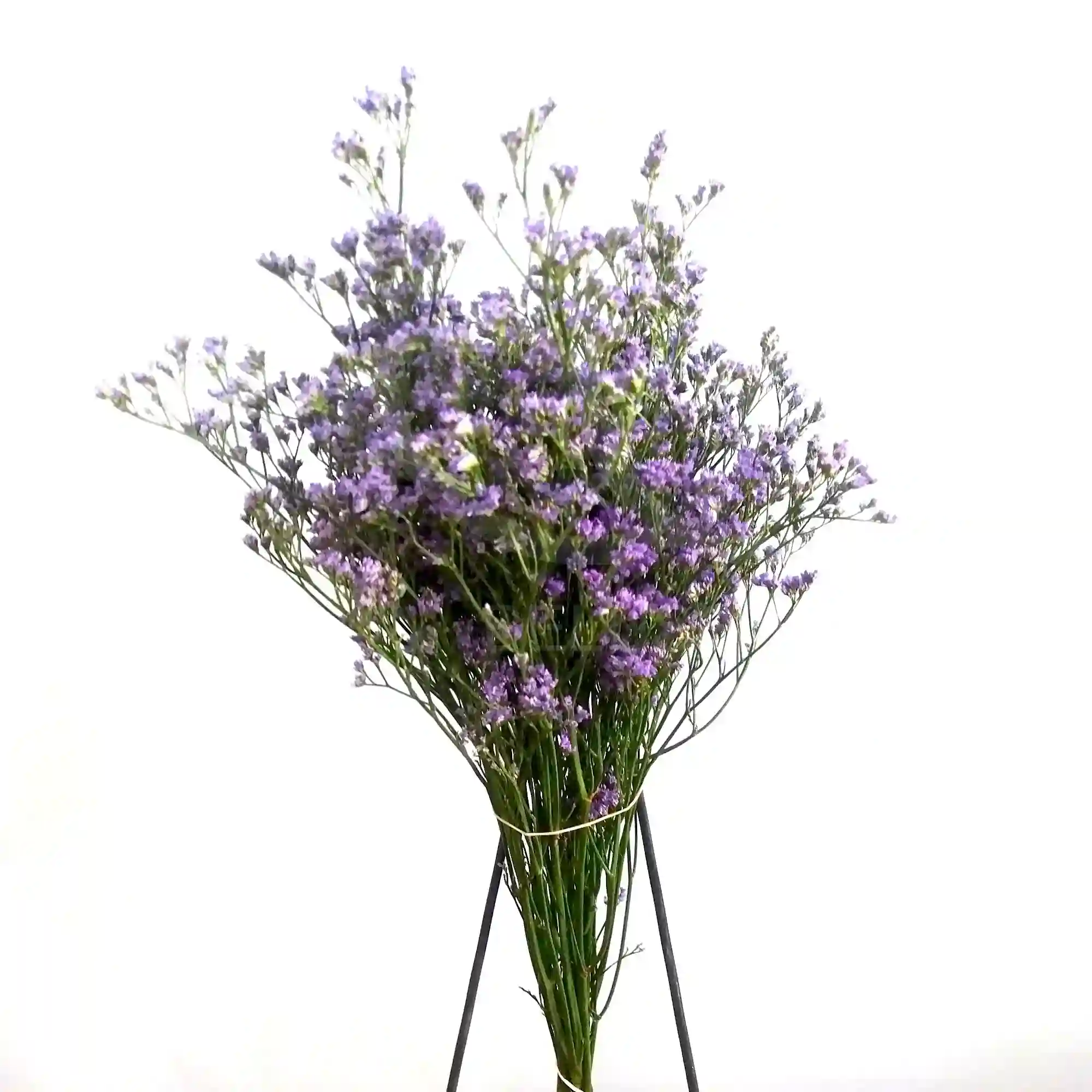 10 varas de limonium 1