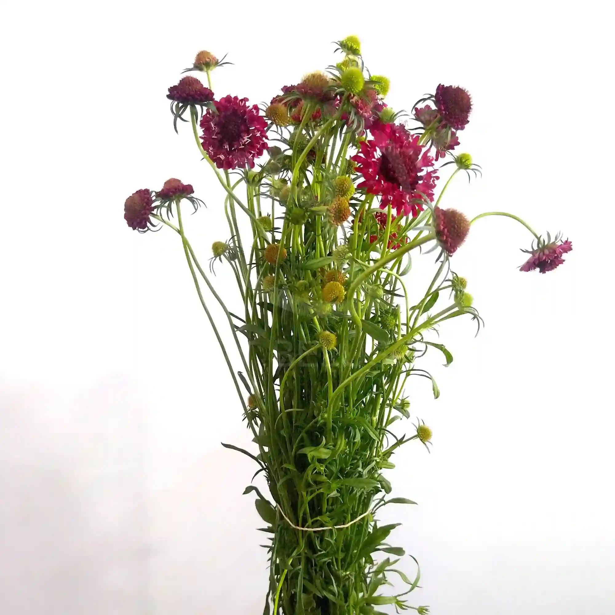 10 varas de scabiosa 4