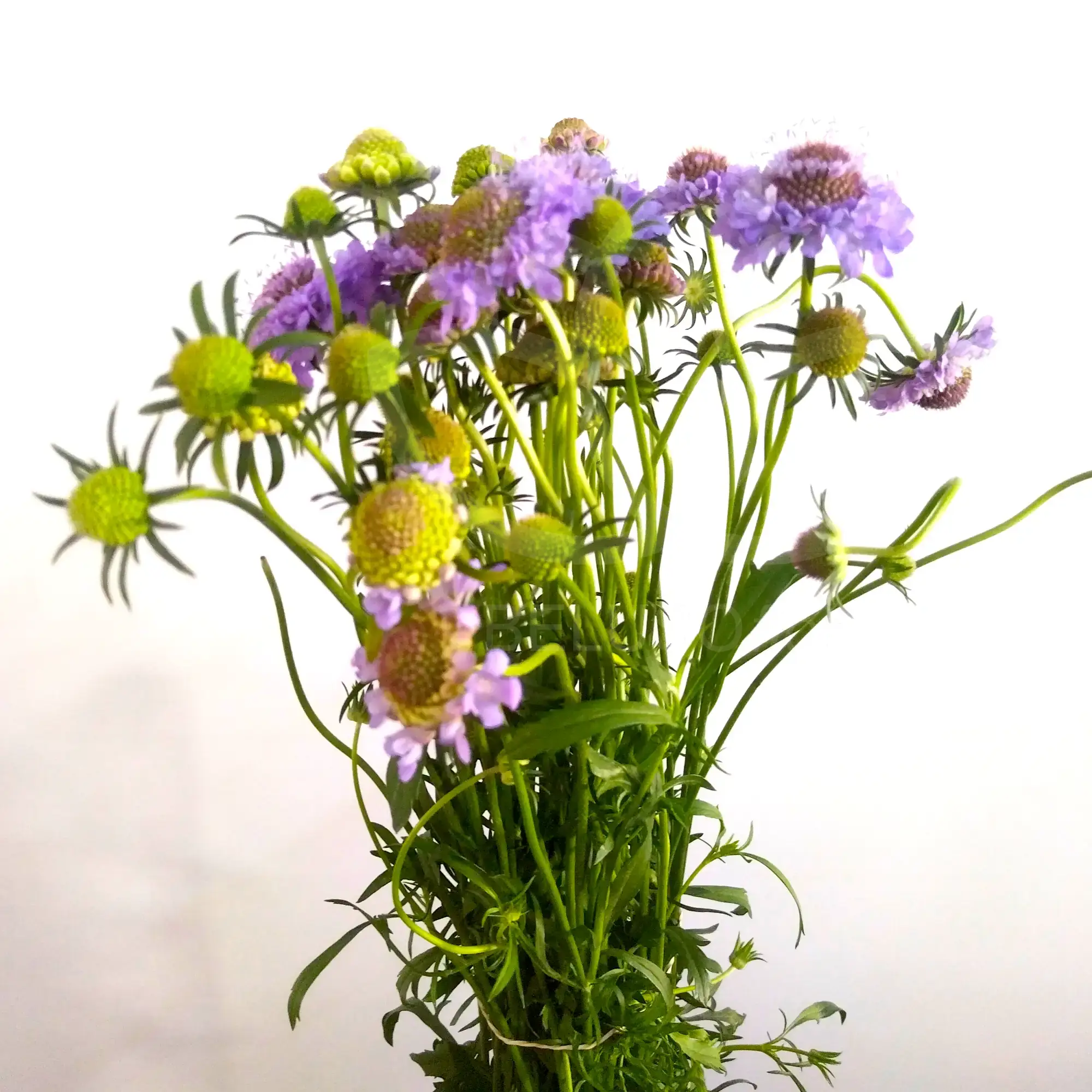 10 varas de scabiosa