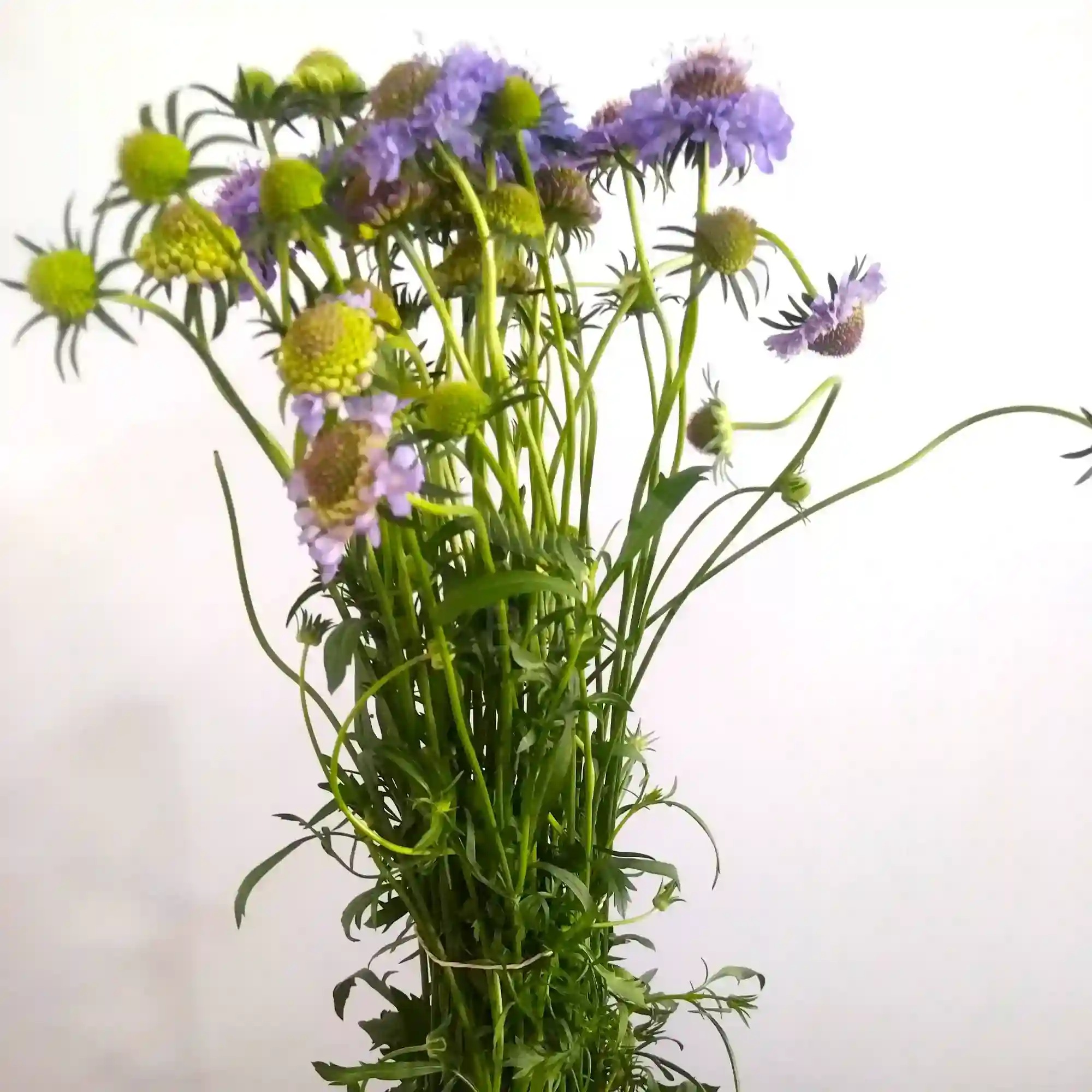 10 varas de scabiosa 2