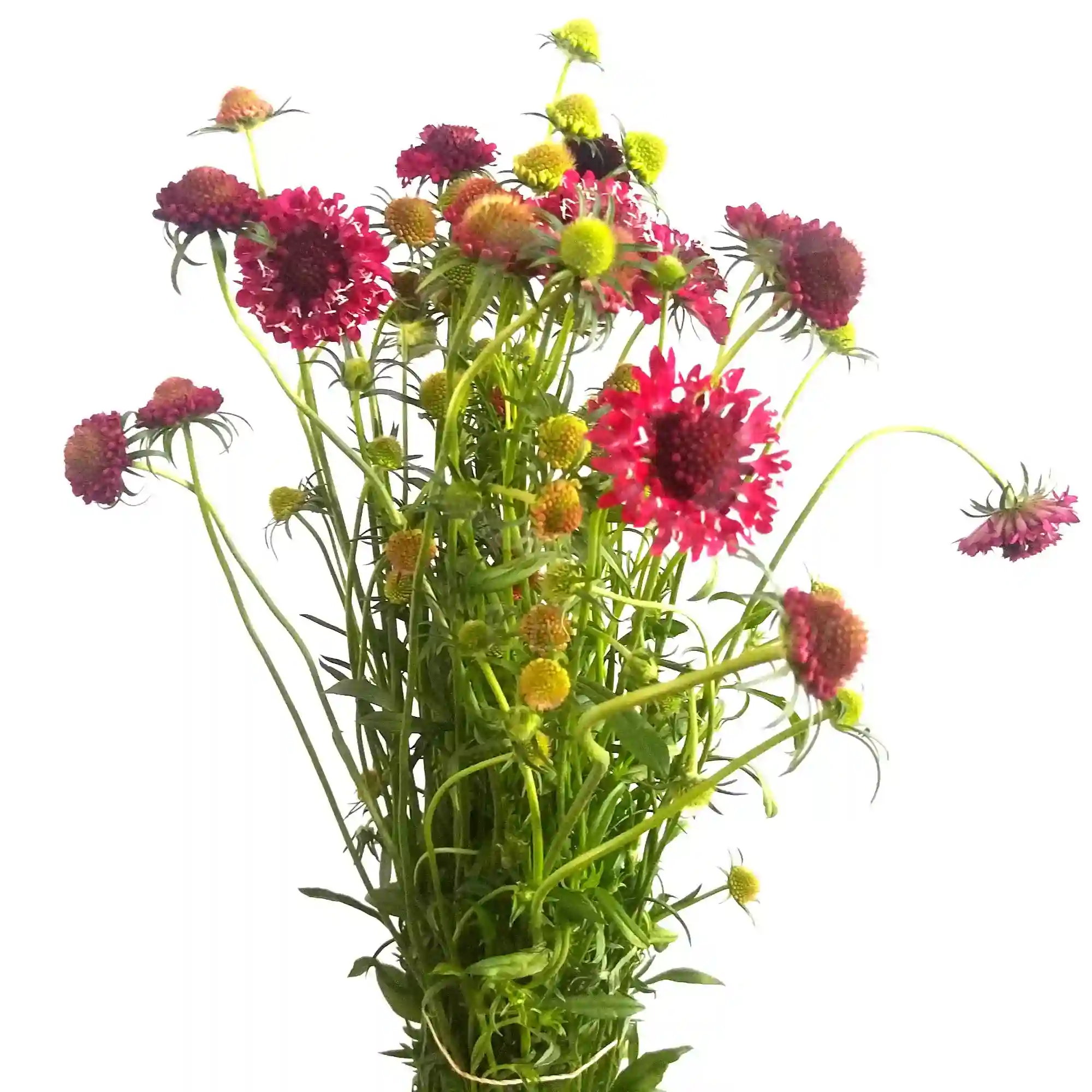 10 varas de scabiosa 3