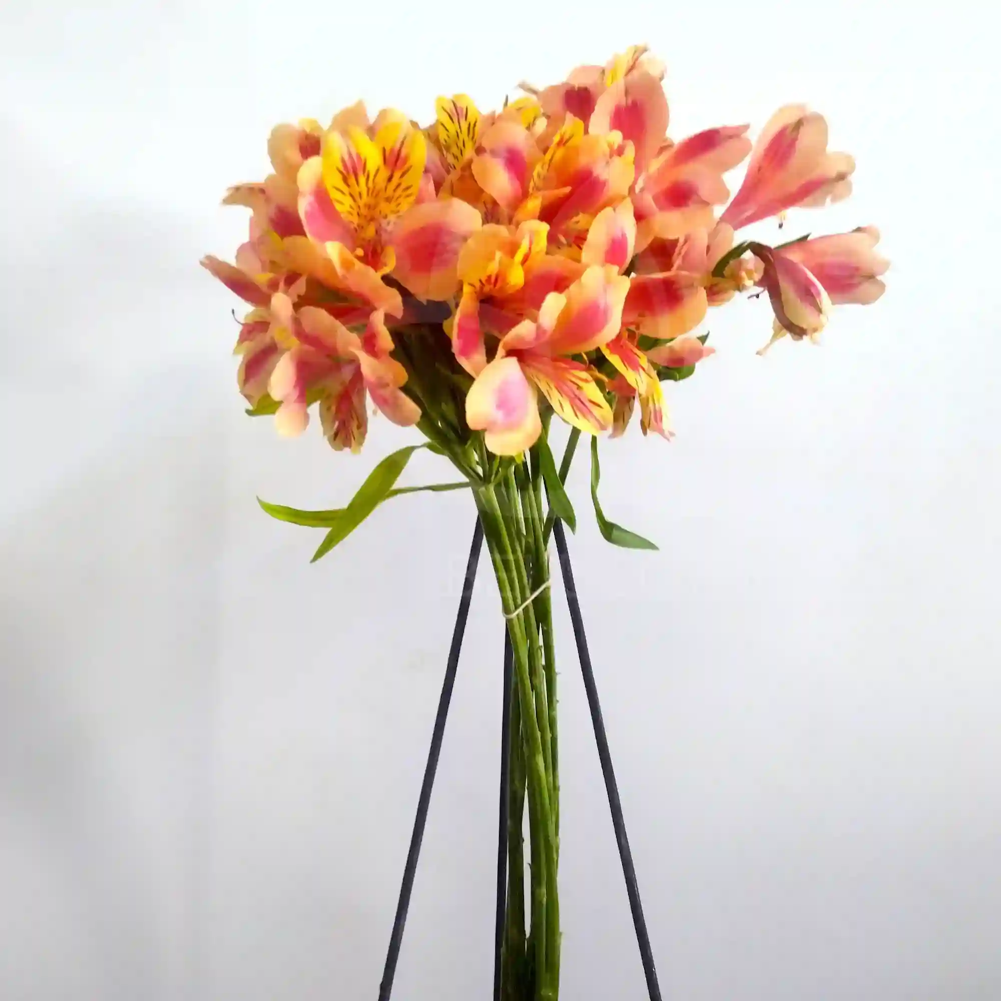 10 varas de alstroemeria 4