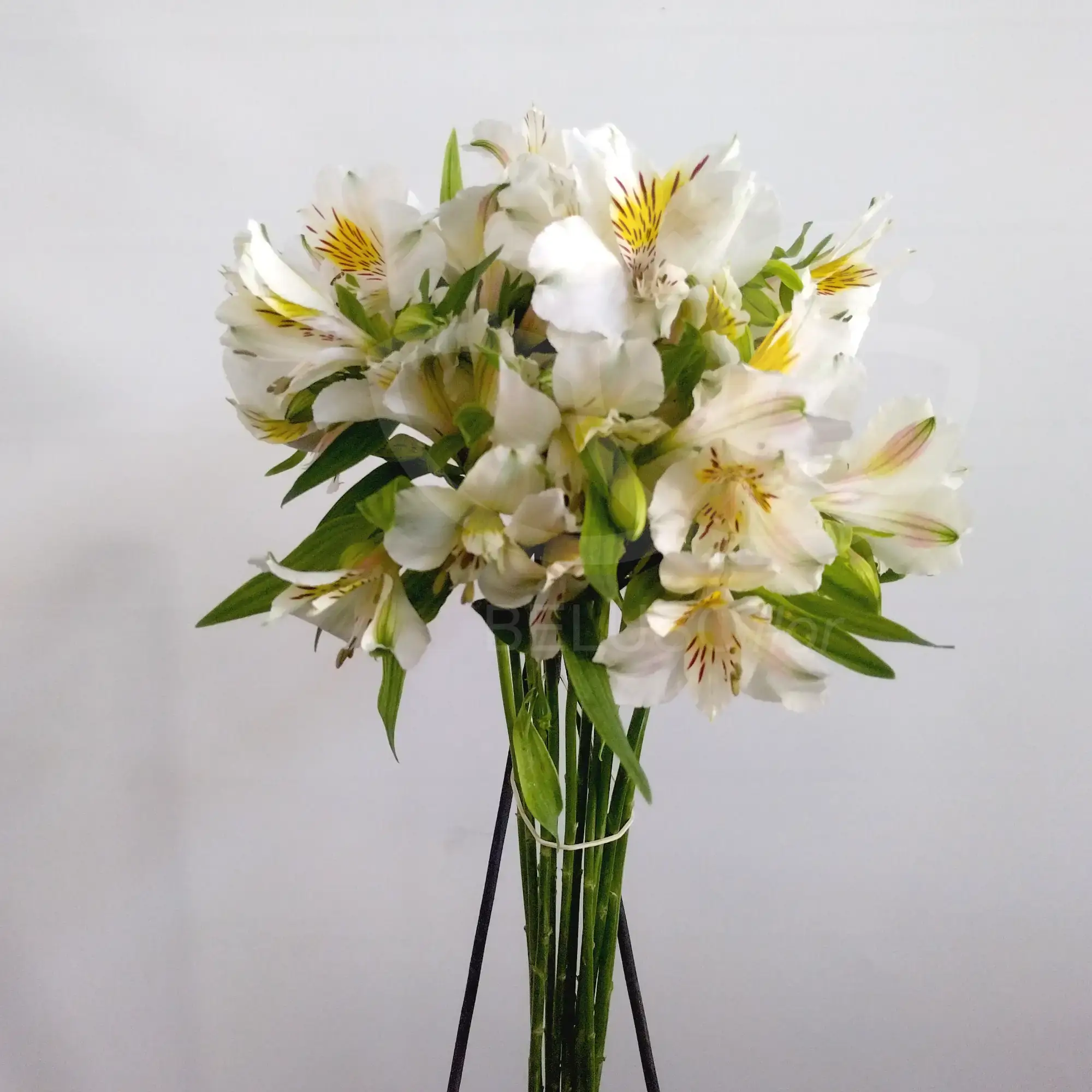 10 varas de alstroemeria