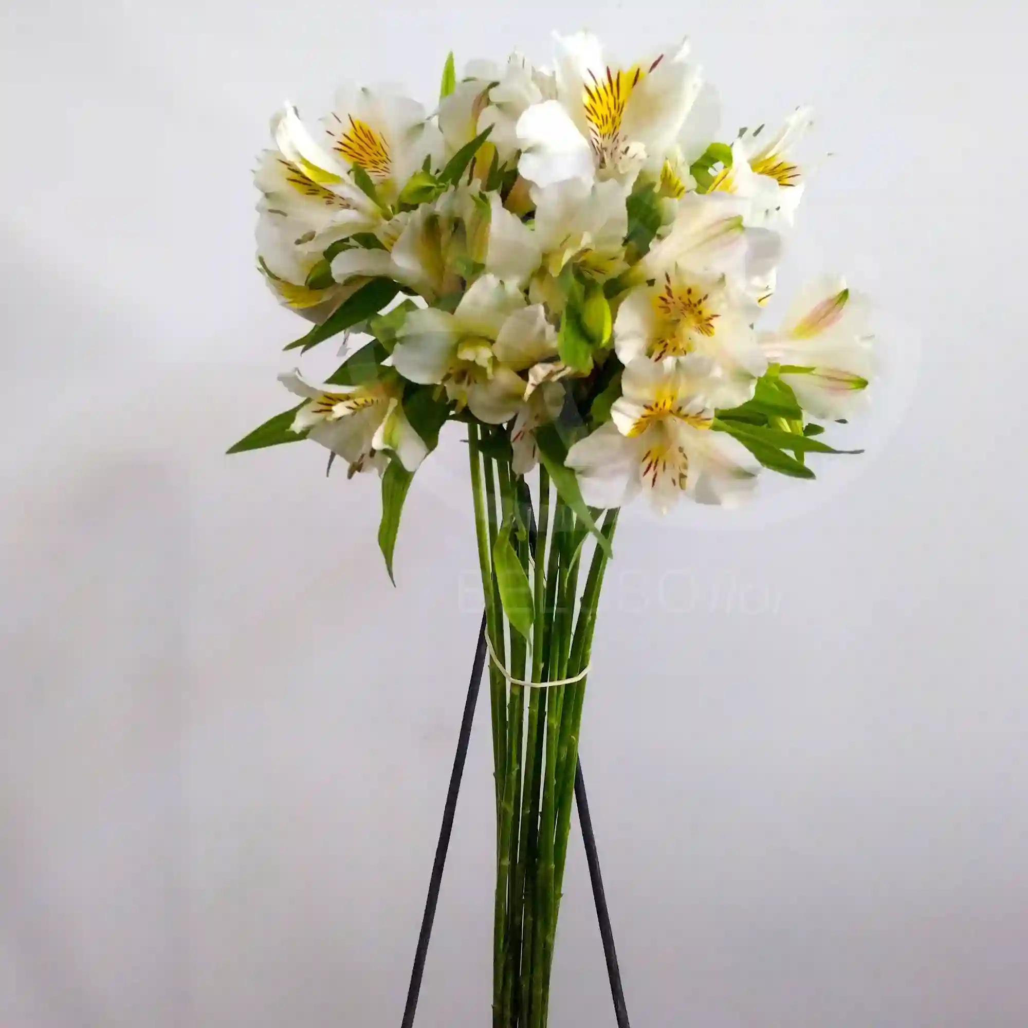 10 varas de alstroemeria 2