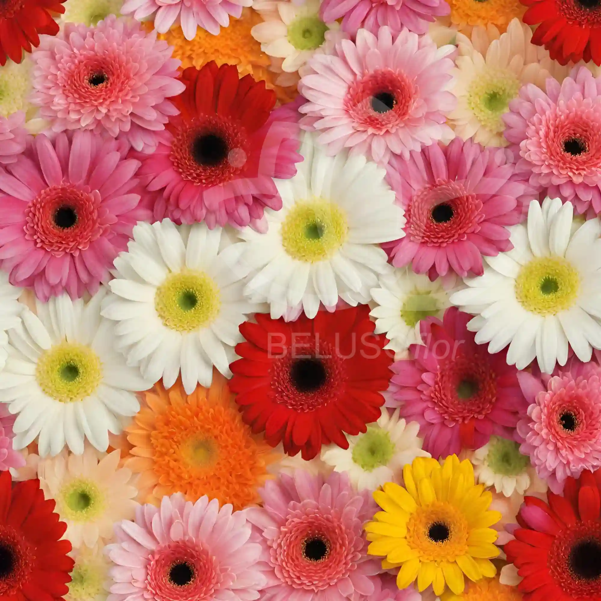 10 varas de gerbera 4