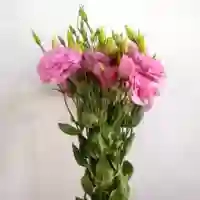 5 varas de Lisianthus