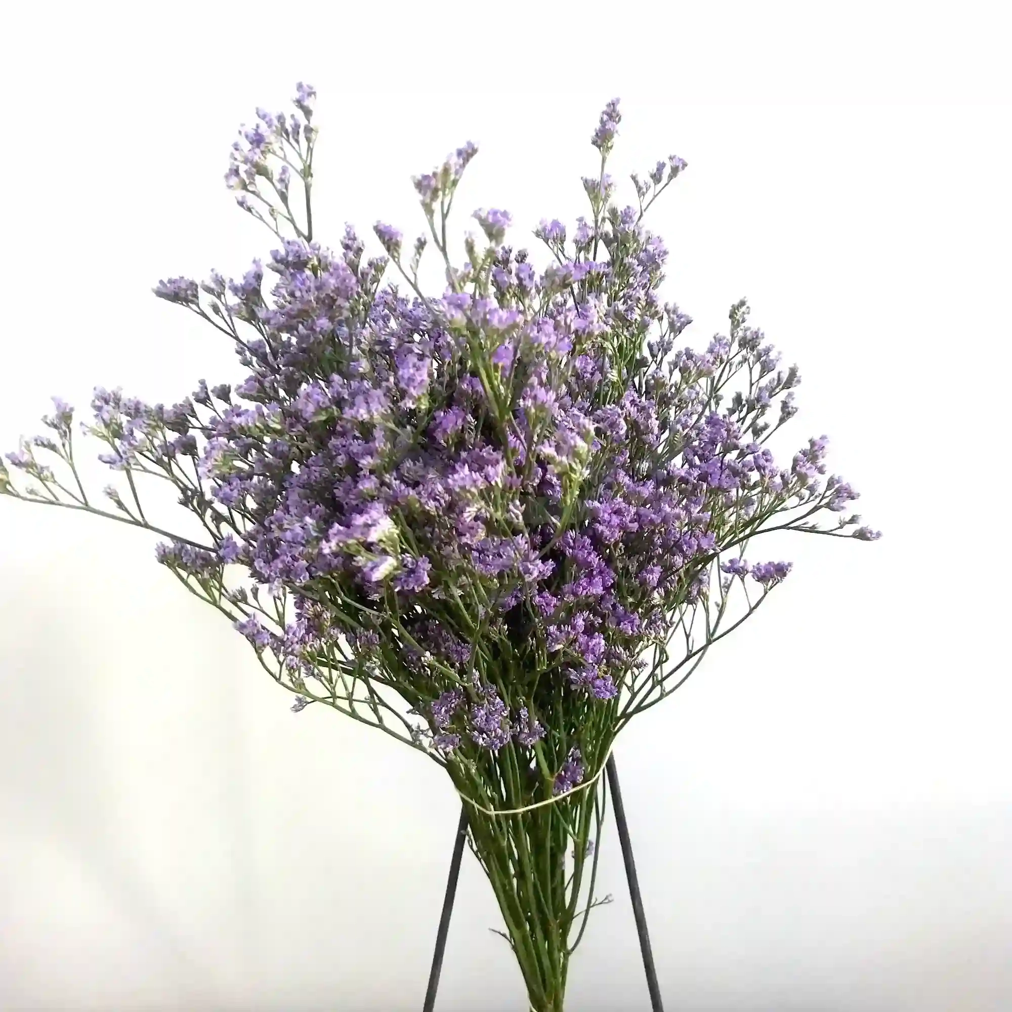 5 varas de limonium 4