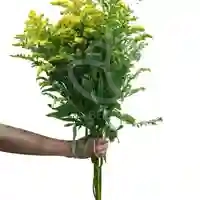 5 varas de solidago amarillo