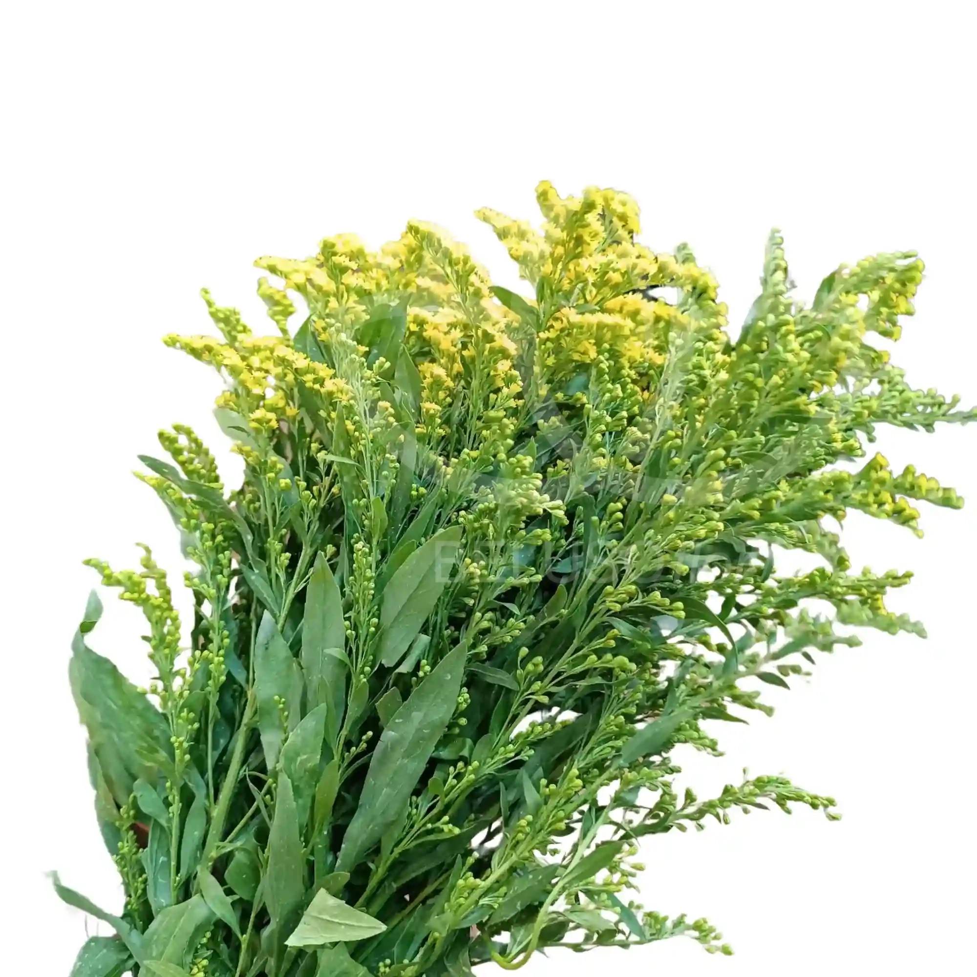 100 varas de solidago amarillo 4