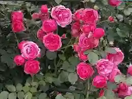 10 varas  de mini rosa 4