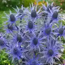 10 varas  de eryngium 4