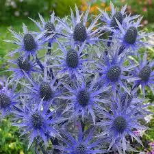 10 varas  de eryngium