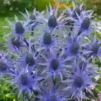 10 varas  de eryngium